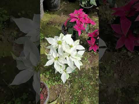 3 shade loving permanent indoor flower plant names #shampysgarden #shorts