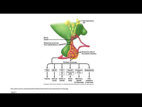 2018 Basic Board Review Pituitary - (Dr. Bowe)