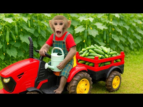 Funny Monkey BimBim Drives Tractor to the Farm | Weeding & Caring for Cucumber Garden