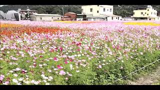 Download the video "🌺【桃園花彩節】大溪花彩節展區→繽紛花海 🌼 25"