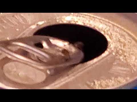 Drain Flies Exterminated in Mantoloking, NJ