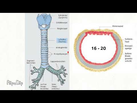 Trachea Anatomie