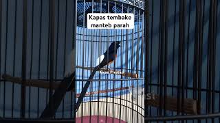 Download lagu Murai batu gacor isian kapas tembak mp3