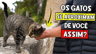 Se os gatos se aproximam de você ASSIM, isso quer dizer algo importante sobre você 🐈