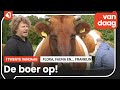 De rust gevonden in Twekkelo tussen de lakenvelder koeien
