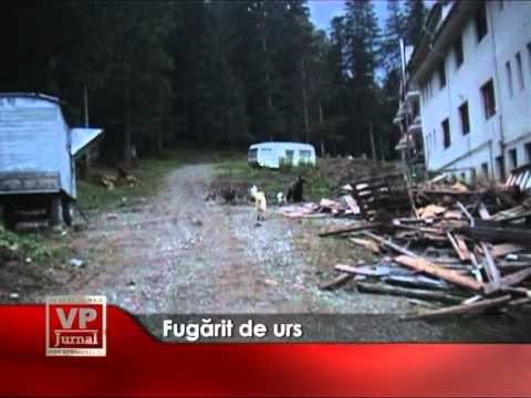 Fugărit de urs