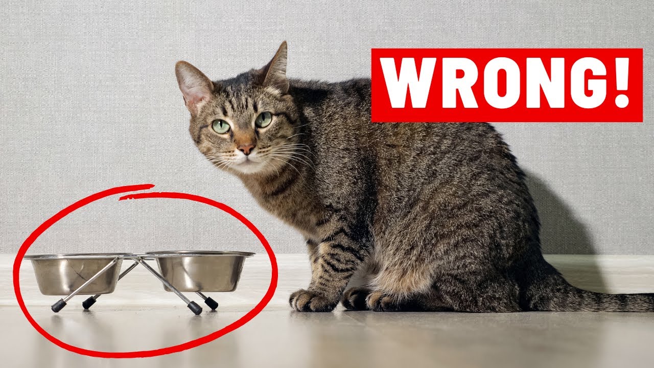 13 Cat Life Hacks That’ll Change Your Life