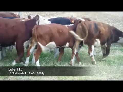 Lote 16 Novillos 1 a 2 años 7 polled hereford ,  8 negros y caretas,  1 Her con normando 300kg -  en RUTA 2 KM 160