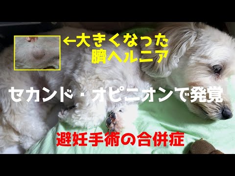 犬の臍ヘルニア:原因、症状、治療法 - 犬の臍ヘルニア:それは何ですか
