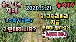홍산마늘재배, 1.수확시기는? 2.언제 판매하나요? 3. 고자리파리 유충 지금 방제가 될까요? 라고 질문들이…
