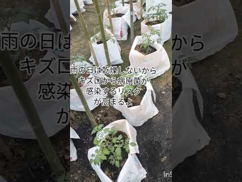 トマトの一般的な病気: それらを予防、認識、治療するにはどうすればよいですか?  庭園