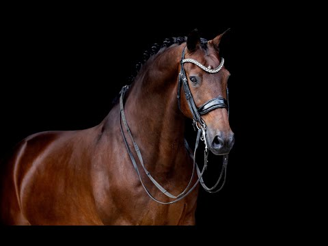 Kirsch (Glamourdale x Jazz) 11yo gelding