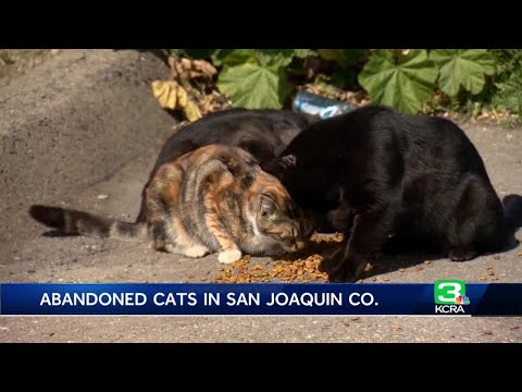 Animal rescue group steps in to help dozens of feral cats in Stockton believed to be abandoned