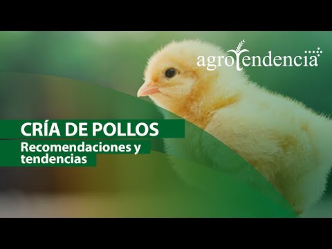 , title : 'Cría de pollos | Sistemas y manejo agronómico'