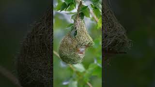 Download lagu 'The Amazing Baya Weaver Bird: Nature’s Master Architect' mp3 Download lagu 'The Amazing Baya Weaver Bird: Nature’s Master Architect' mp3