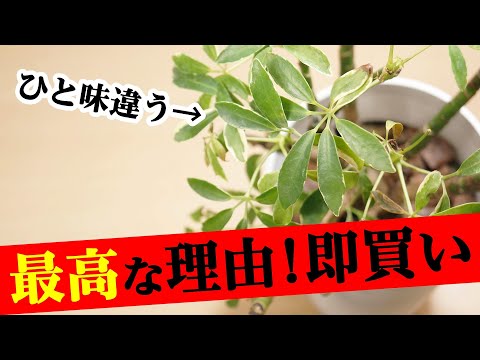 園芸 シルクベアリング アラジア、カポック、残酷な植物