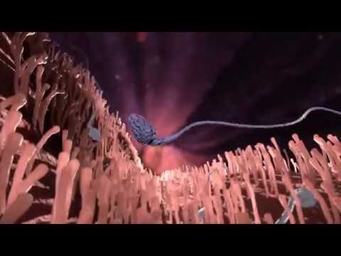 How does morning after pill work? – 3D animation