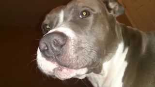 Angry Jealous Pitbull
