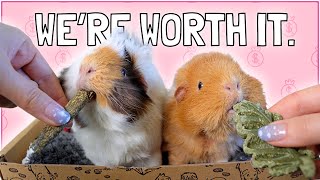 Spoilt Guinea Pigs Get Everything They Ever Wanted!