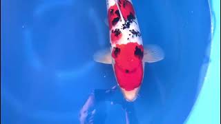 video van Sanke 2310015