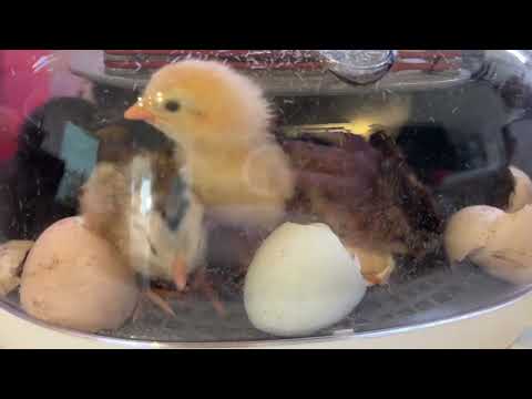 How long should chicks stay in the incubator after hatching?