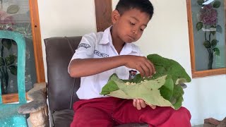 Download lagu Masih sd sudah pinter cari duit weh weh mp3