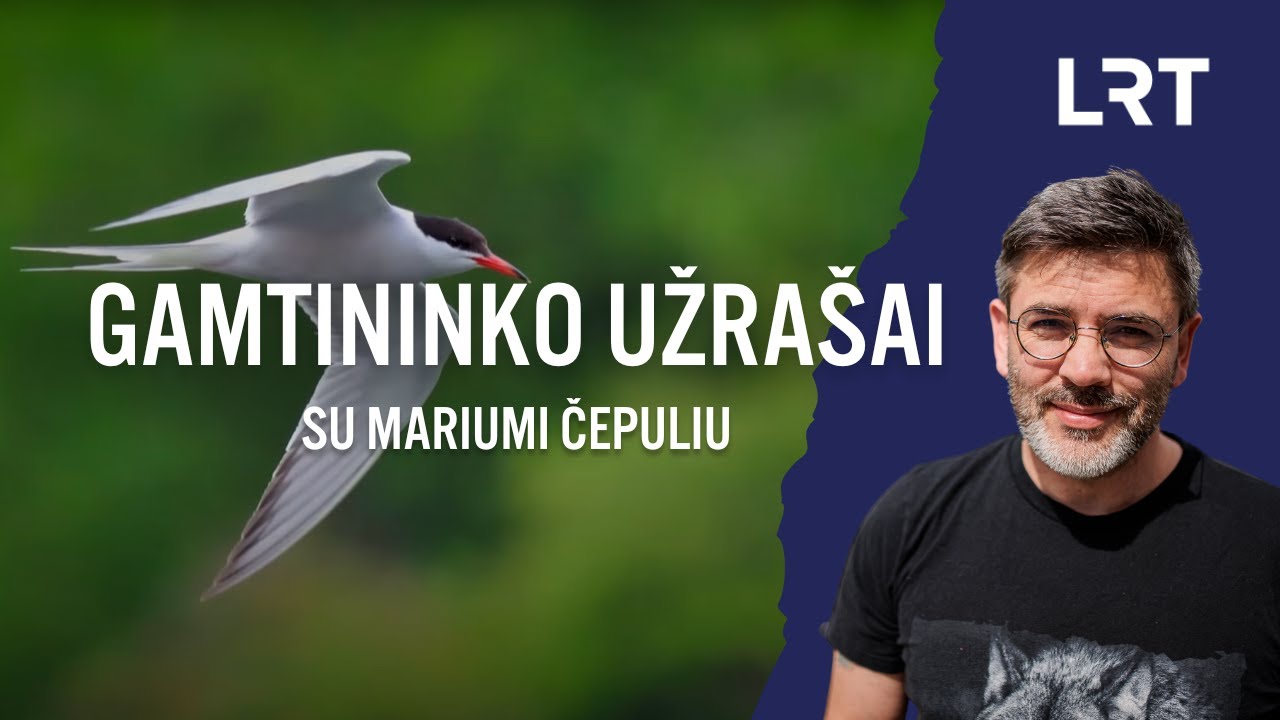 Gamtininko užrašai. Žuvėdrų lizdus ant namų stogų stebėjęs Čepulis: šie paukščiai nėra svetingi