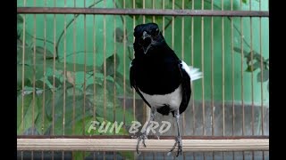 Download lagu cara memancing kacer agar GACOR, buka ekor dan BONGKAR ISIAN mp3 Download lagu cara memancing kacer agar GACOR, buka ekor dan BONGKAR ISIAN mp3