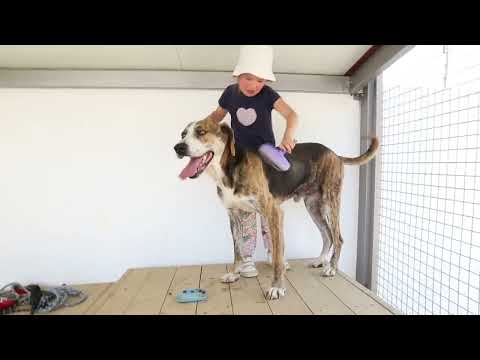 Lucky Dogs Montemor