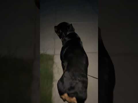 2 Year Old Boy Walking His 123 lbs Rottweiler On His own! #dogtraining #bigdogs #children #family