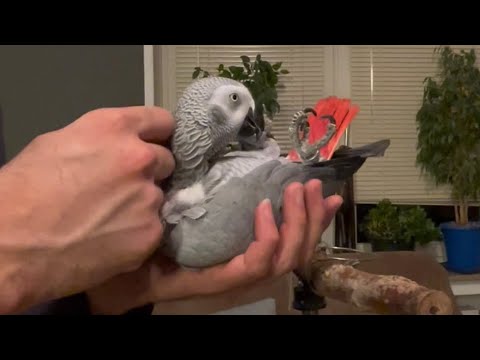 Birdie Bird, talking grey parrot, speaking exercise