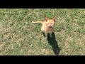 This Talkative Orange Stray Cat Was SO Hungry