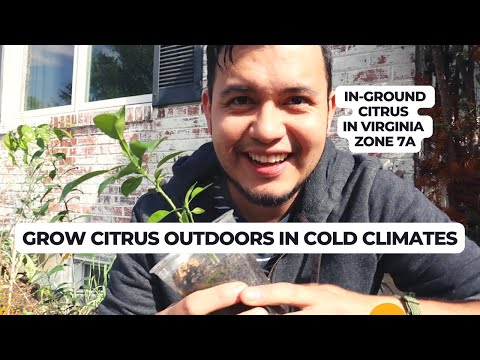 Growing Yuzu Citrus in Virginia: Zone 7a Growing Citrus in the Ground