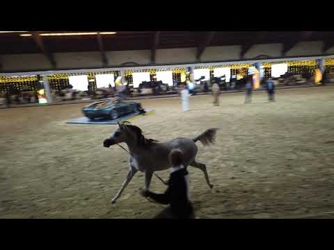 SAABRIZZ PPJ . NASEEM AL RASHEDIAH  & DALILA BY SABAH Straight Egyptian World Championship 2021