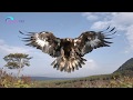 10 Shqiponjat Më Të Mëdha Në Botë