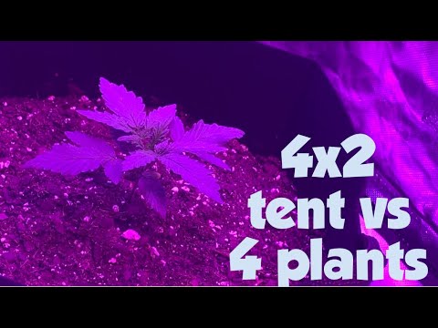 YouTube video about: How many plants in 2x4 tent?