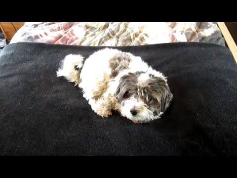 Literally just a minute of my cat Mishka