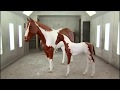 How It S Actually Made Horses