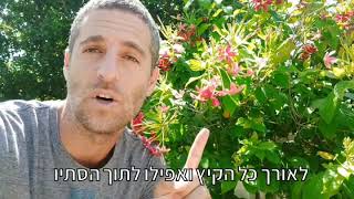 אלמון הודי צמח מטפס עם ריח נהדר