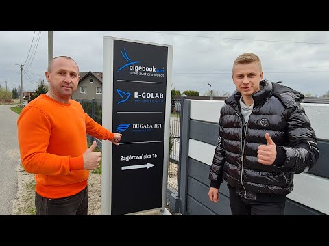 Piotr Bugała - PZHGP 0153 Ruda Śląska II / Mega konkurs 3 gołębie do wygrania 🎉🥳🤩🇵🇱🏆