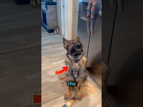 Chú chó cảnh sát đã nghỉ hưu và 