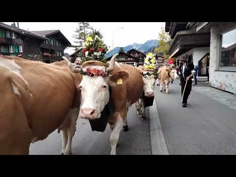 Mitten drin stand nur dabei. alpabzug Lenk 🇨🇭