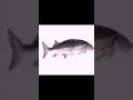 Top 5 Scary Fish Meme
