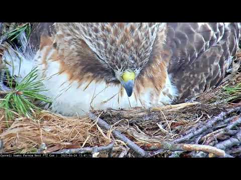 Hatching Soon! Red-tailed Hawk Egg Starting To Crack Open – April 24, 2020