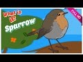 What Is It Sparrow Learning Birds Fun Learning Videos For Children Kids Videos