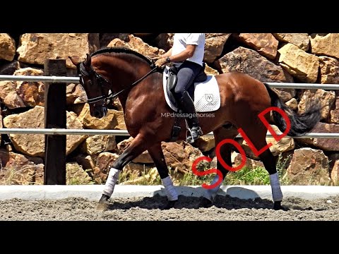 **SOLD** Bombproof Andalusian PRE Gelding 2013 - 1,68 m | #MP448