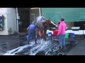 BC 2014: California Chrome Bath 