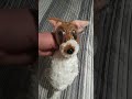 NANCO 2005 AMERICAN GREETINGS TWISTED WHISKERS I DON T DO IT TERRIER DOG PLUSH HTF STUFFED ANIMAL