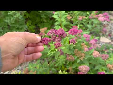 Why You Should Grow Spireas