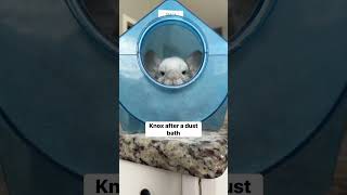 The color change is WILD #shorts #chinchilla #Knox #wow